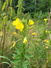 Oenothera pycnocarpa