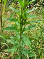 Oenothera pycnocarpa
