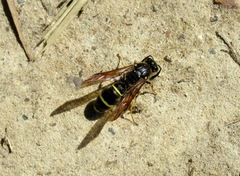 Ancistrocerus oviventris