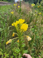 Oenothera pycnocarpa