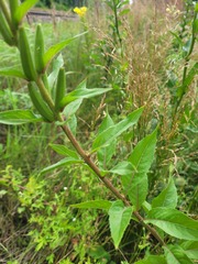 Oenothera pycnocarpa