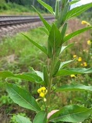 Oenothera pycnocarpa