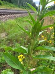 Oenothera pycnocarpa