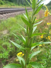 Oenothera pycnocarpa