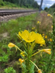 Oenothera pycnocarpa