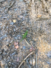 Anolis evermanni