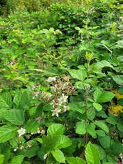 Rubus procerus