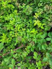 Rubus procerus