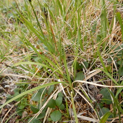 Carex microchaeta