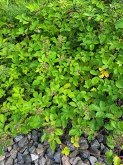 Rubus procerus