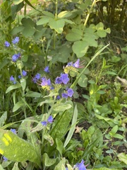 Echium vulgare