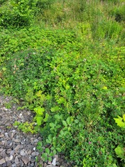 Rubus procerus