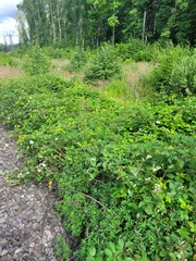 Rubus procerus