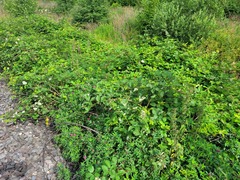 Rubus procerus