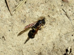 Ancistrocerus oviventris