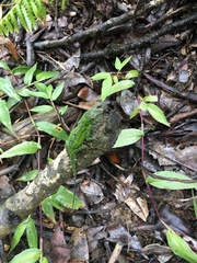 Anolis evermanni
