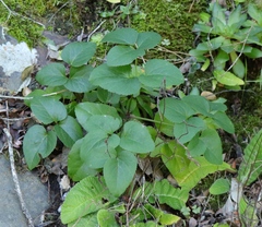 Knowltonia vesicatoria