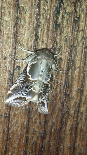 Lettered Habrosyne Moth photo 4