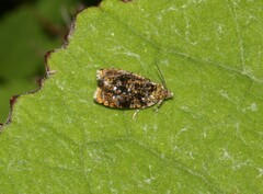 Olethreutes astrologana