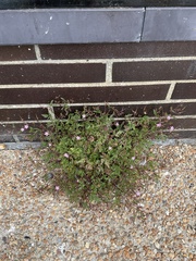 Geranium robertianum