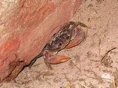 Gecarcinus lateralis