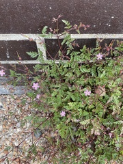 Geranium robertianum