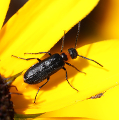 Nemognatha nemorensis