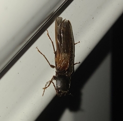 Hemicrepidius nemnonius