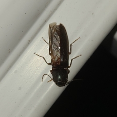 Hemicrepidius nemnonius