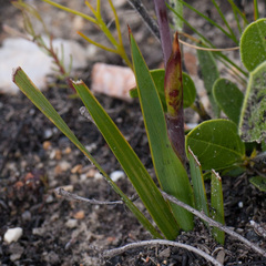 Watsonia coccinea