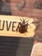 Coreus marginatus marginatus