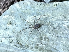 Himalphalangium spinulatum