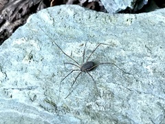 Himalphalangium spinulatum