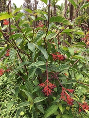 Palicourea croceoides
