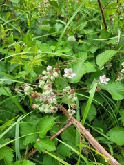 Rubus procerus