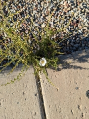 Fallugia paradoxa