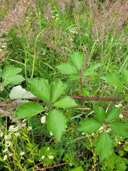 Rubus procerus