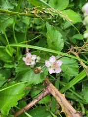 Rubus procerus