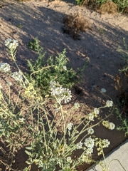 Fallugia paradoxa