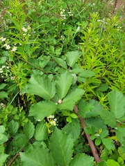 Rubus procerus