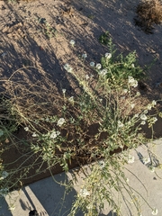 Fallugia paradoxa