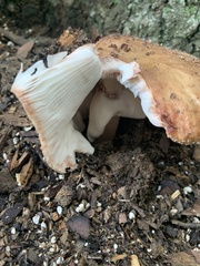 Amanita rubescens