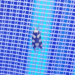 Pseudotelphusa tessella