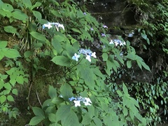 Hydrangea serrata