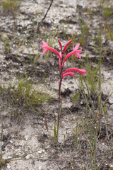Watsonia coccinea