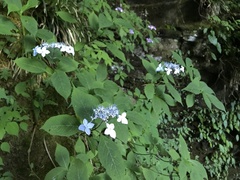 Hydrangea serrata
