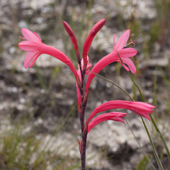Watsonia coccinea
