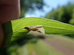 Aristotelia isopelta
