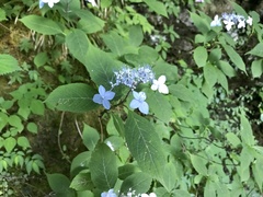 Hydrangea serrata