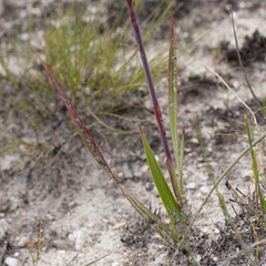 Watsonia coccinea